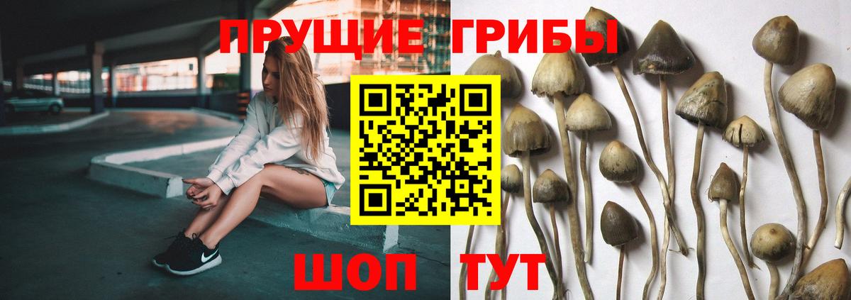 Галлюциногенные грибы Psilocybe Сердобск